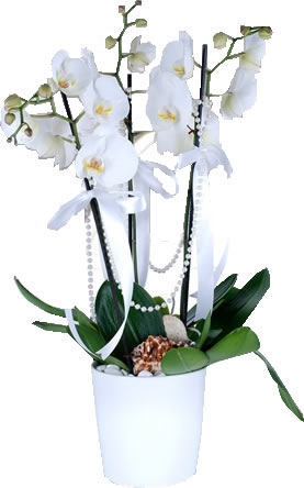 Beyaz Orkide 3 Dal
