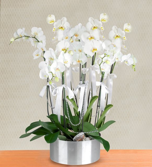 Beyaz Orkide 8 Dallı