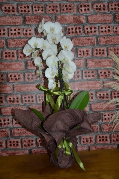 Asil Beyaz 3 Dal Saksı Orkide 