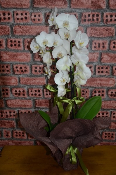 Asil Beyaz 3 Dal Saksı Orkide 