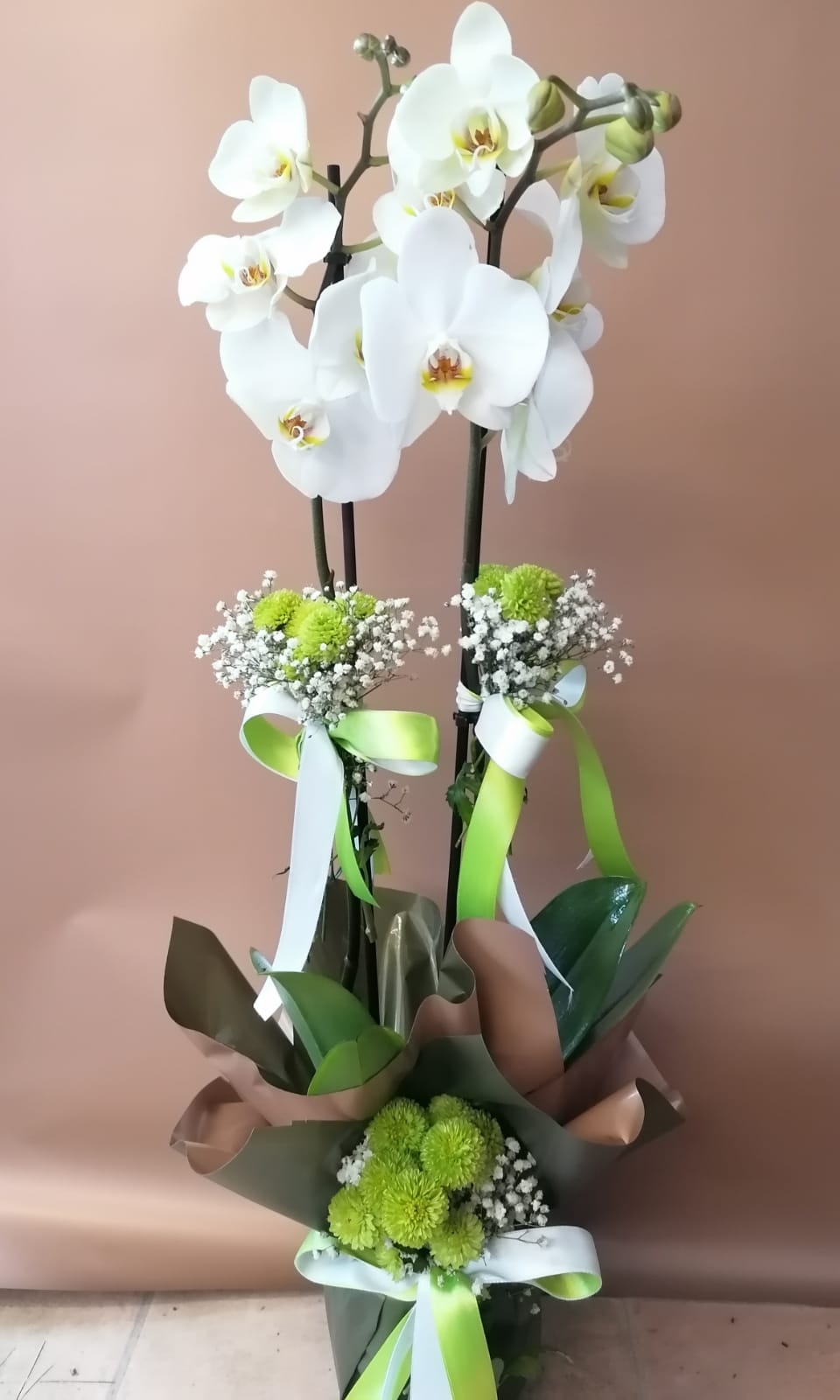 Bayaz Çift Dal Orkide